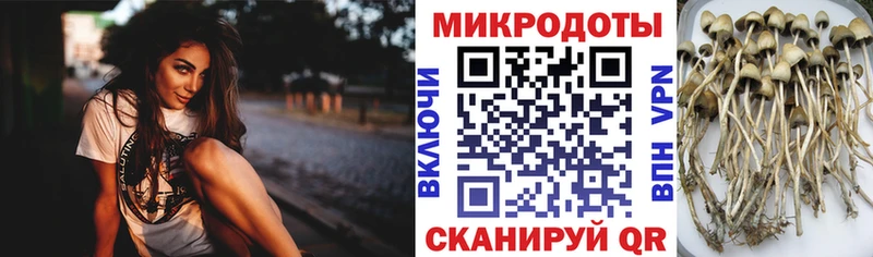 Псилоцибиновые грибы Cubensis  сайты даркнета состав  Болгар  купить наркотики сайты  kraken как войти 